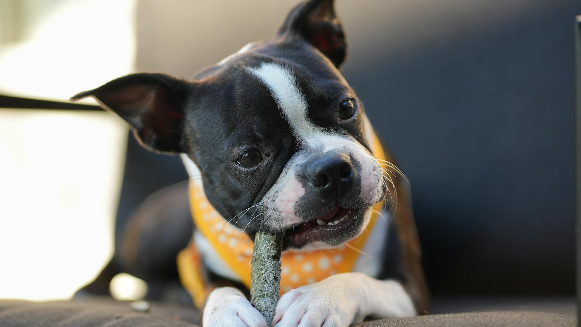 Boston Terrier Biting Snack