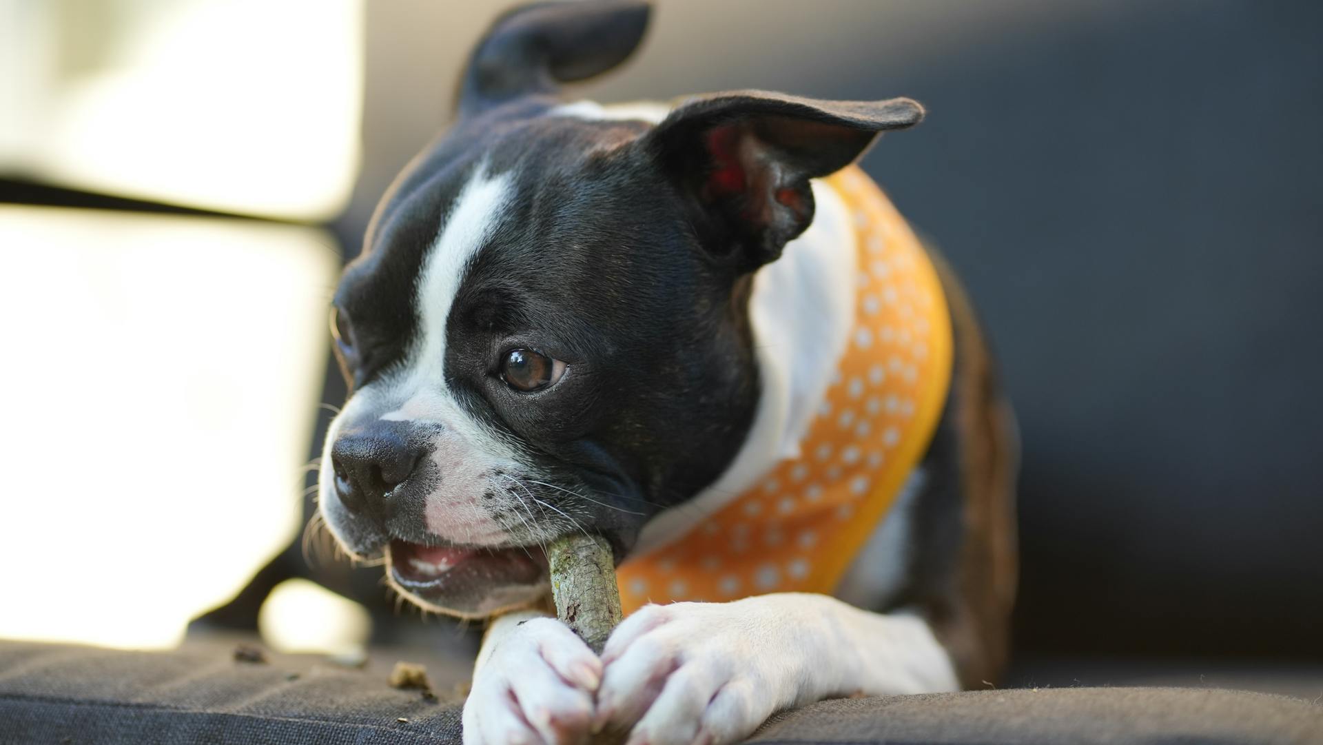 Free stock photo of animal lover, boston, boston terrier