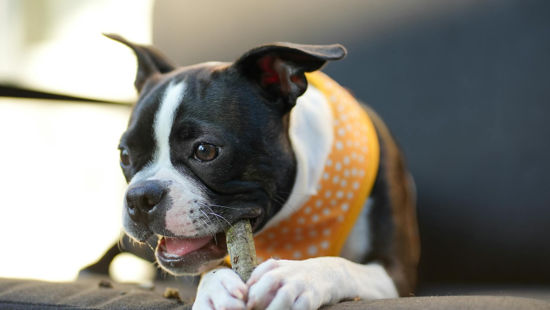 Boston terrier puppy