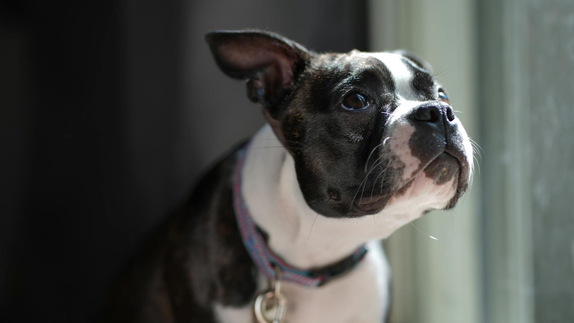 Boston terrier puppy