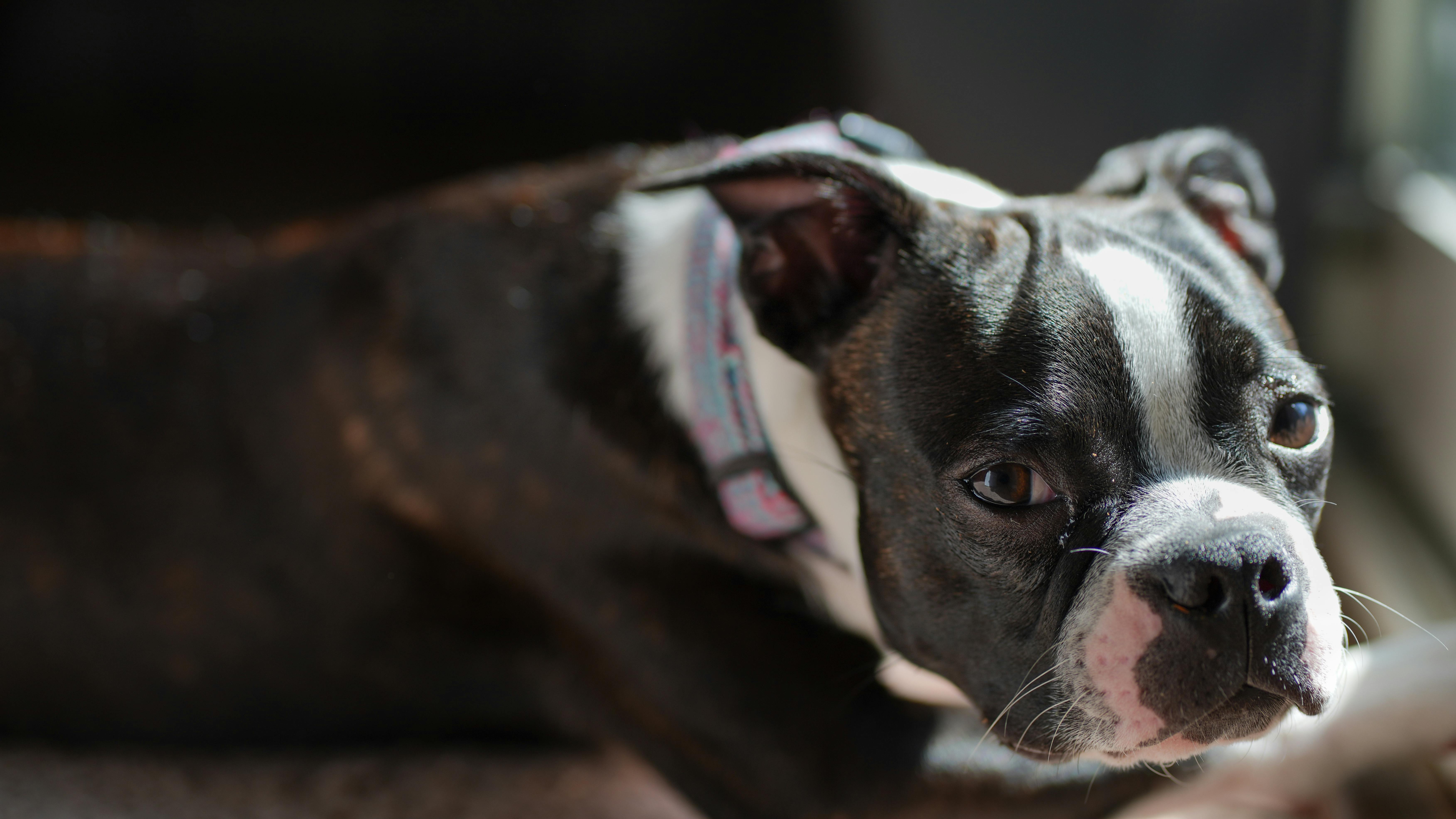 Boston terrier puppy