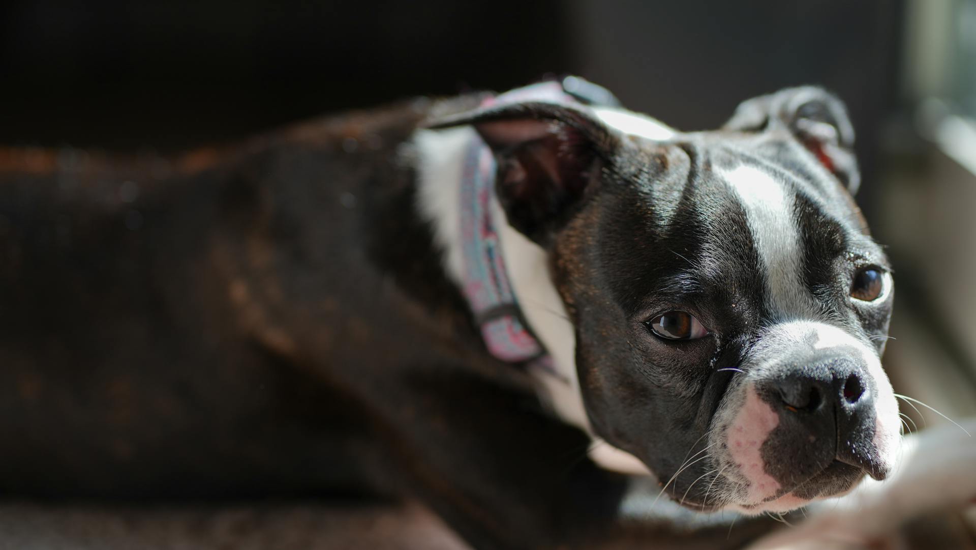 Boston terrier puppy