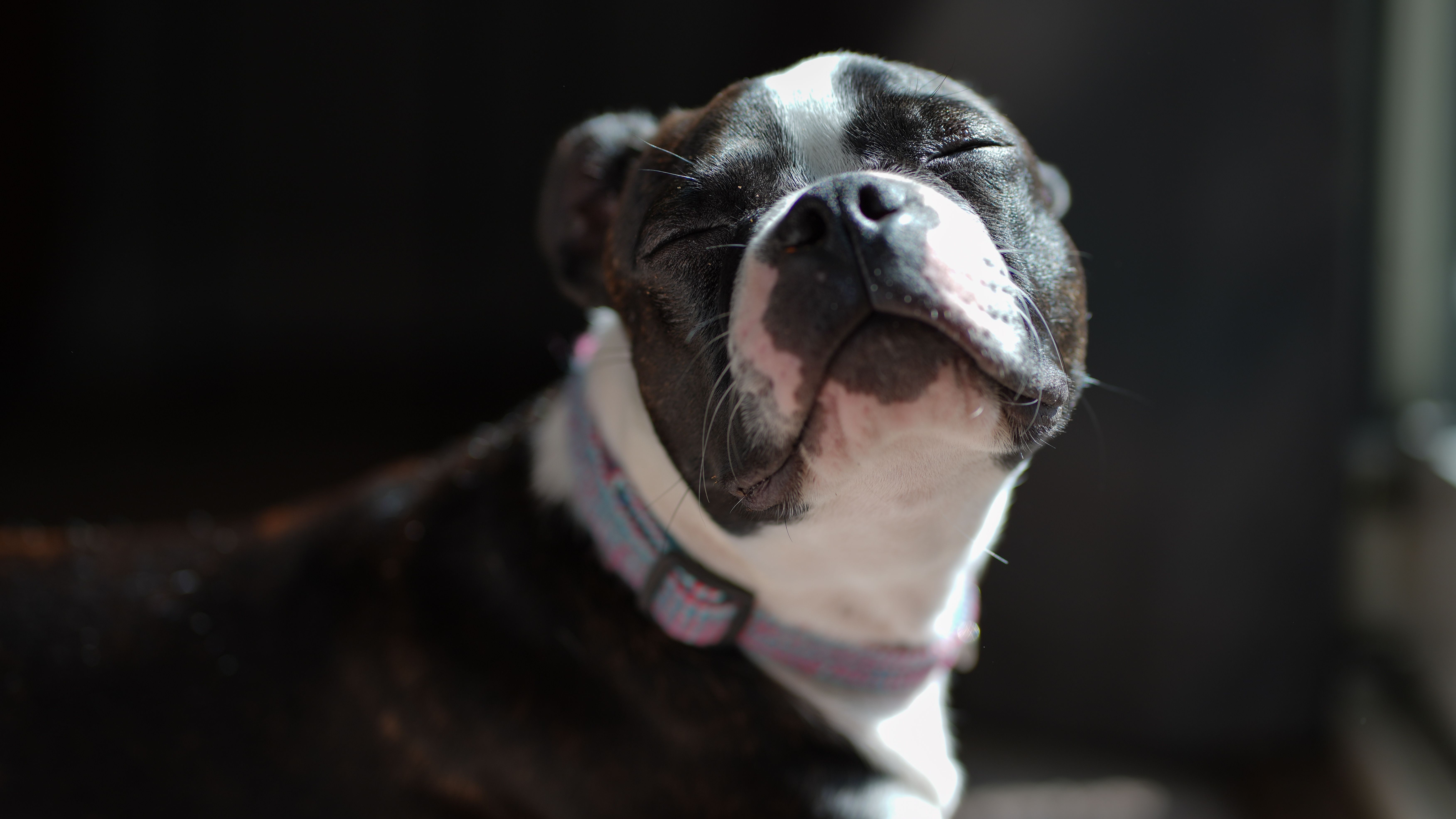 Portrait of a Boston Terrier enjoying the warm sunlight indoors, capturing a serene moment.