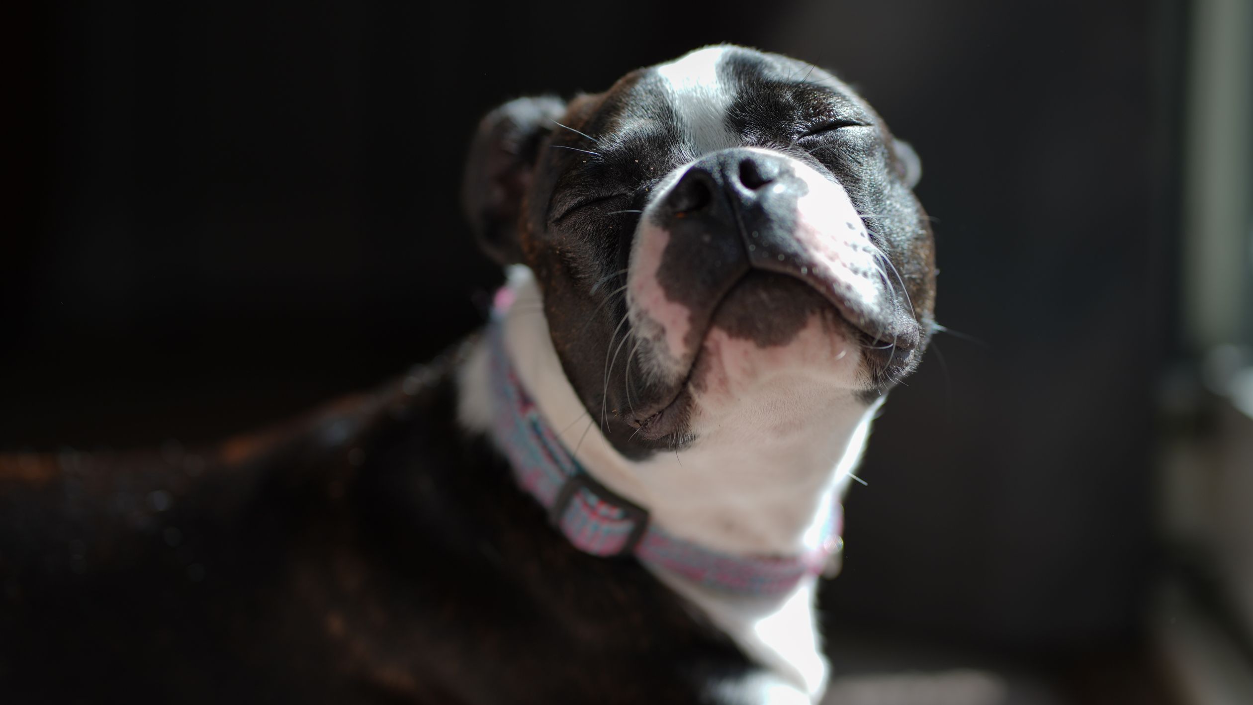 Portrait of a Boston Terrier enjoying the warm sunlight indoors, capturing a serene moment.