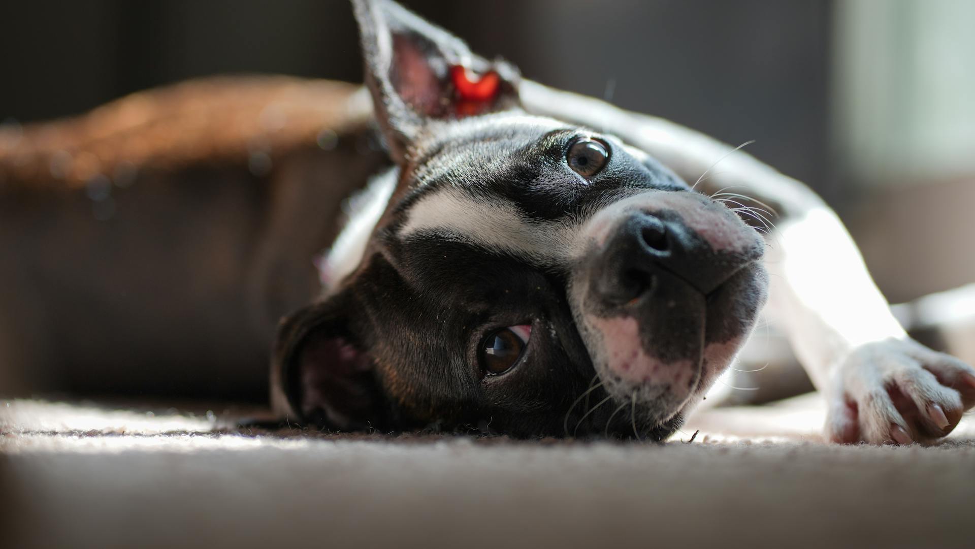 Chiot de Terrier de Boston