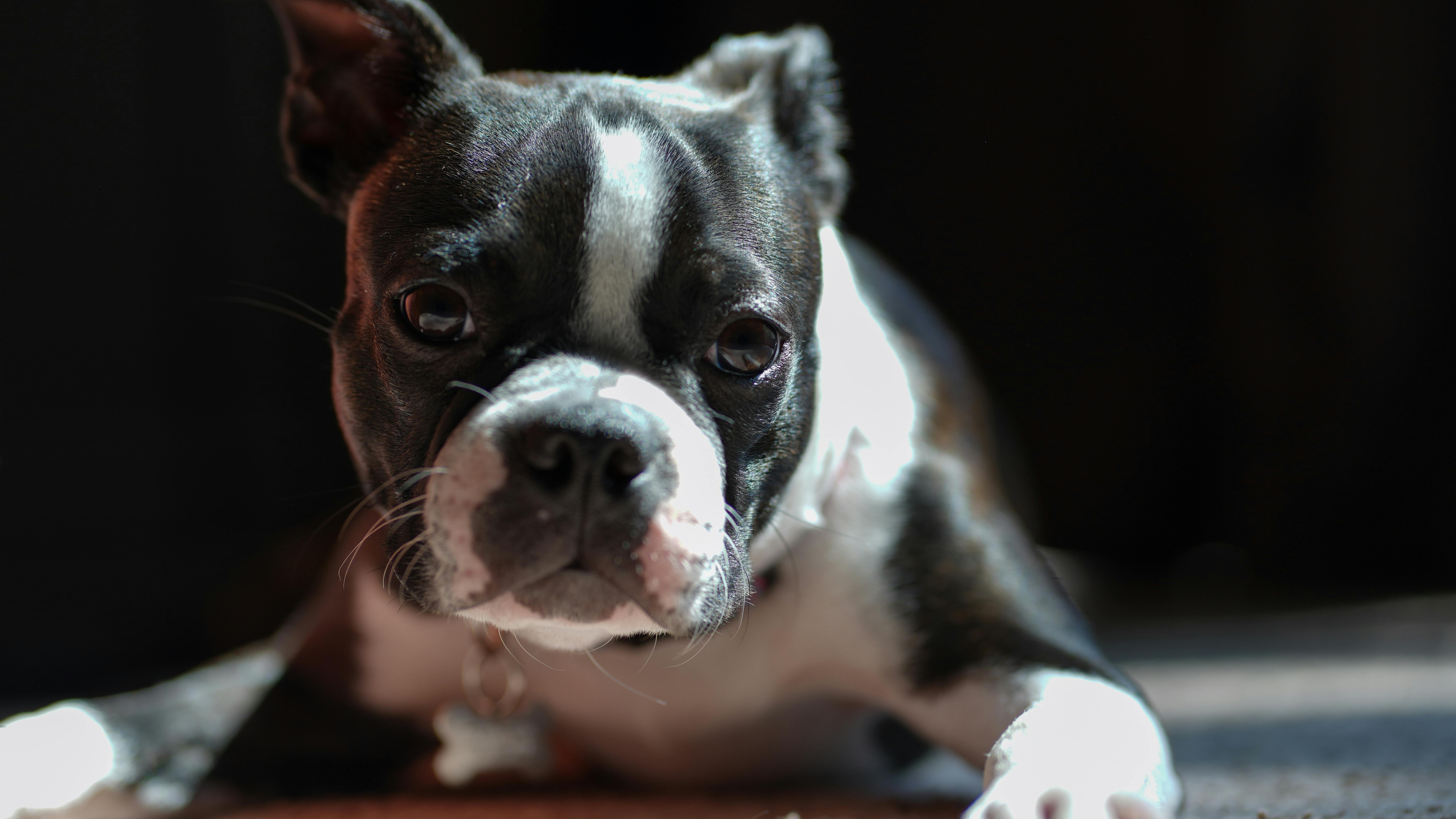 boston terrier puppy