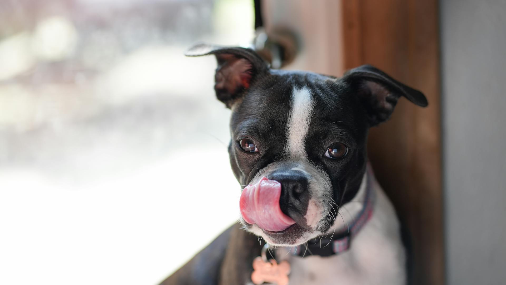 Chiot de Terrier de Boston