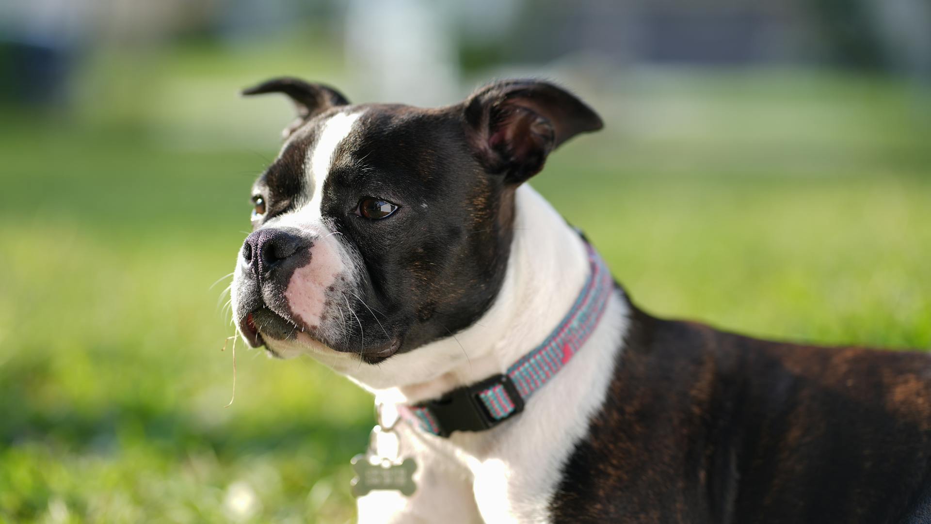 A Boston Terrier