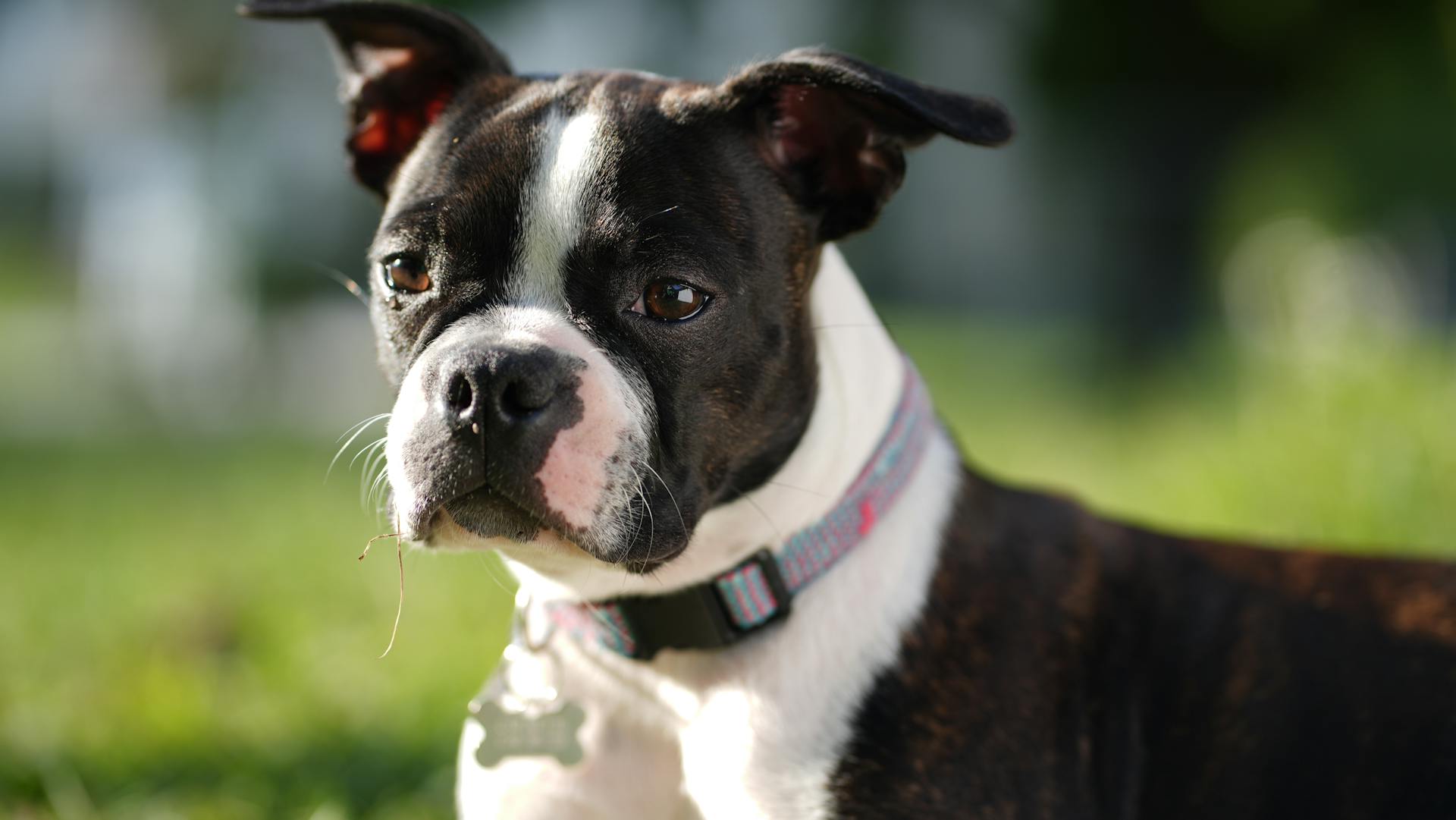 Boston terrier puppy