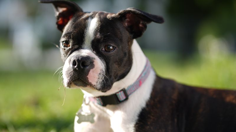 Ziggy - photo 1