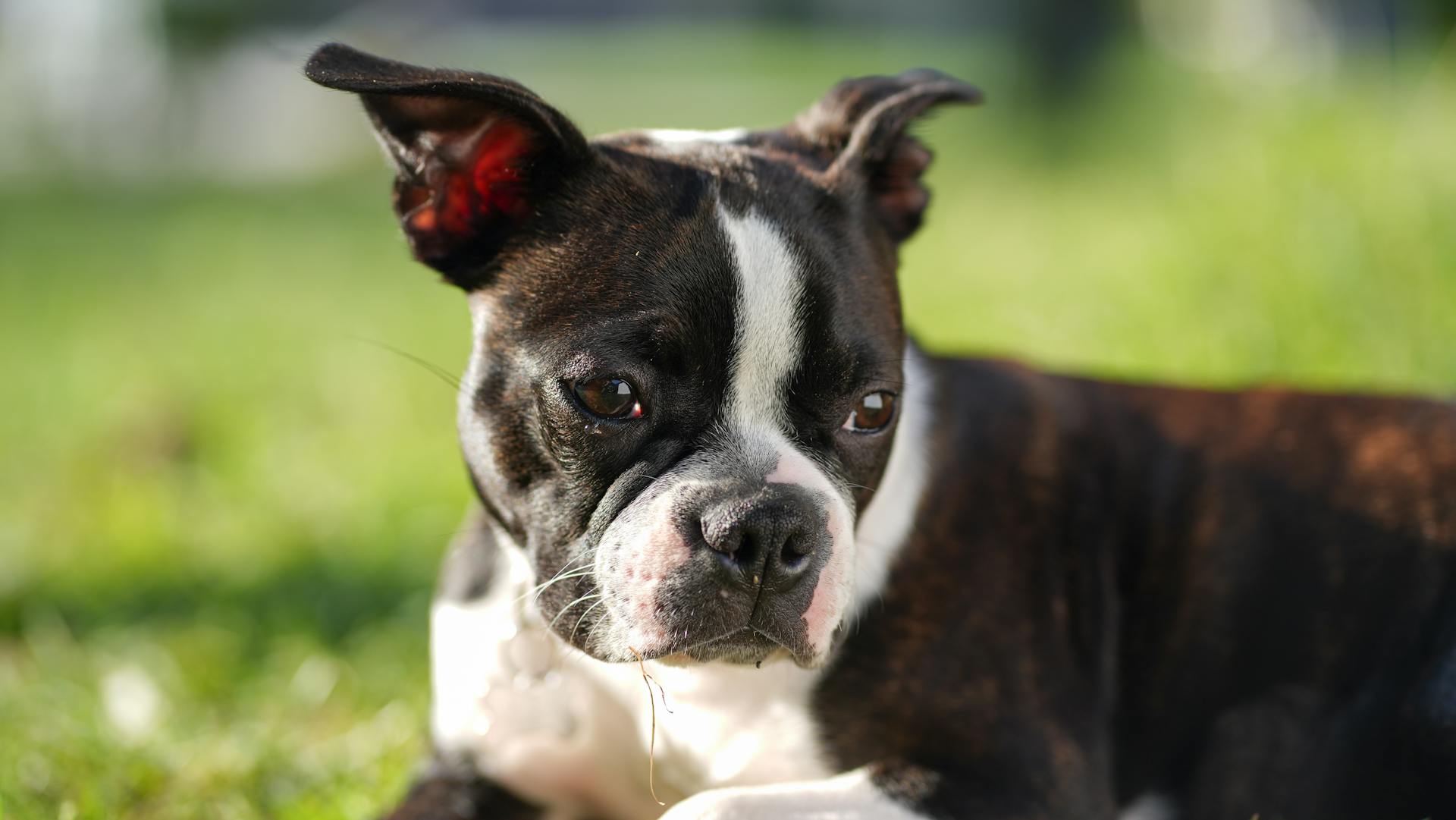 Boston terrier puppy