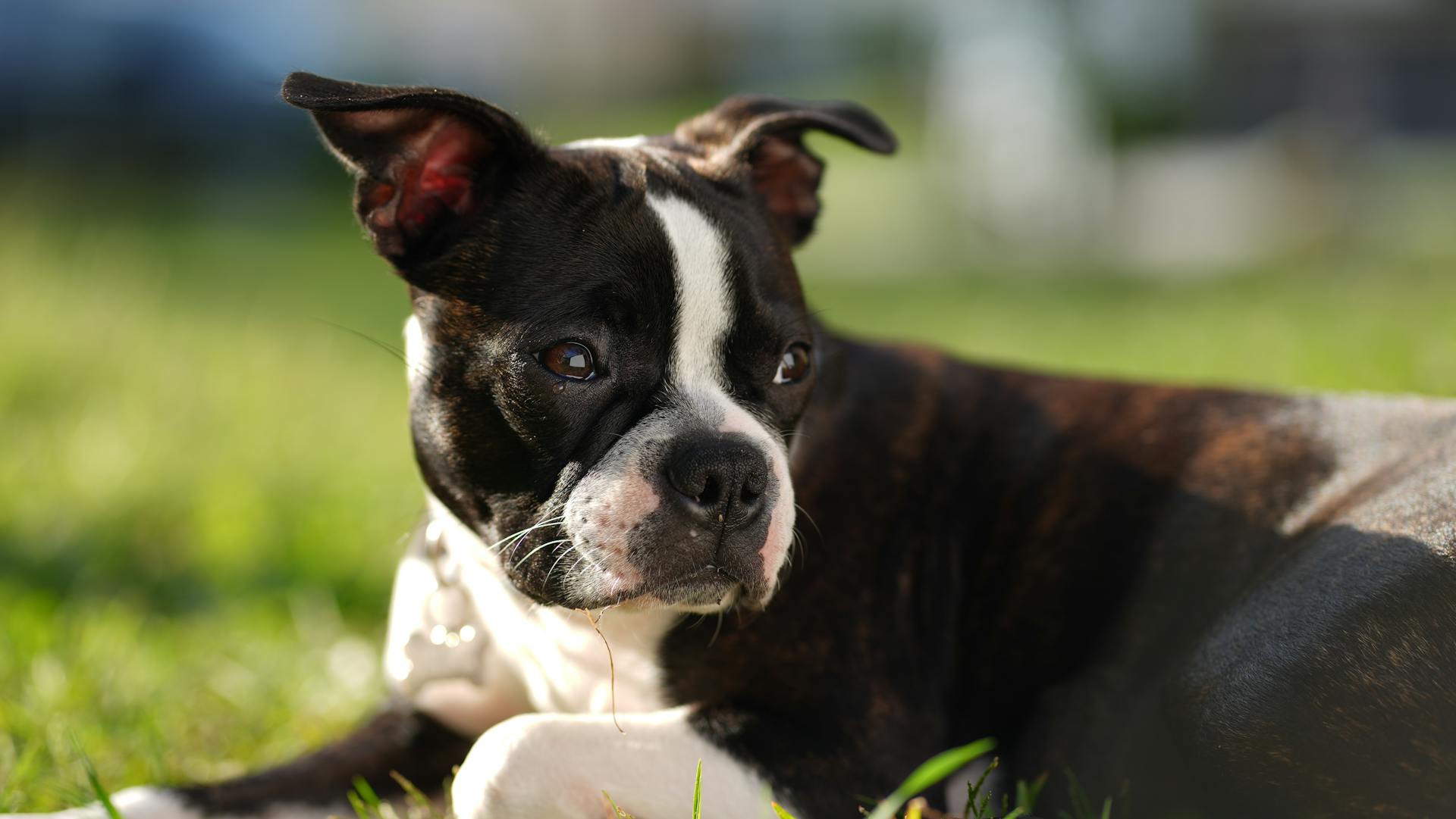 Boston terrier puppy