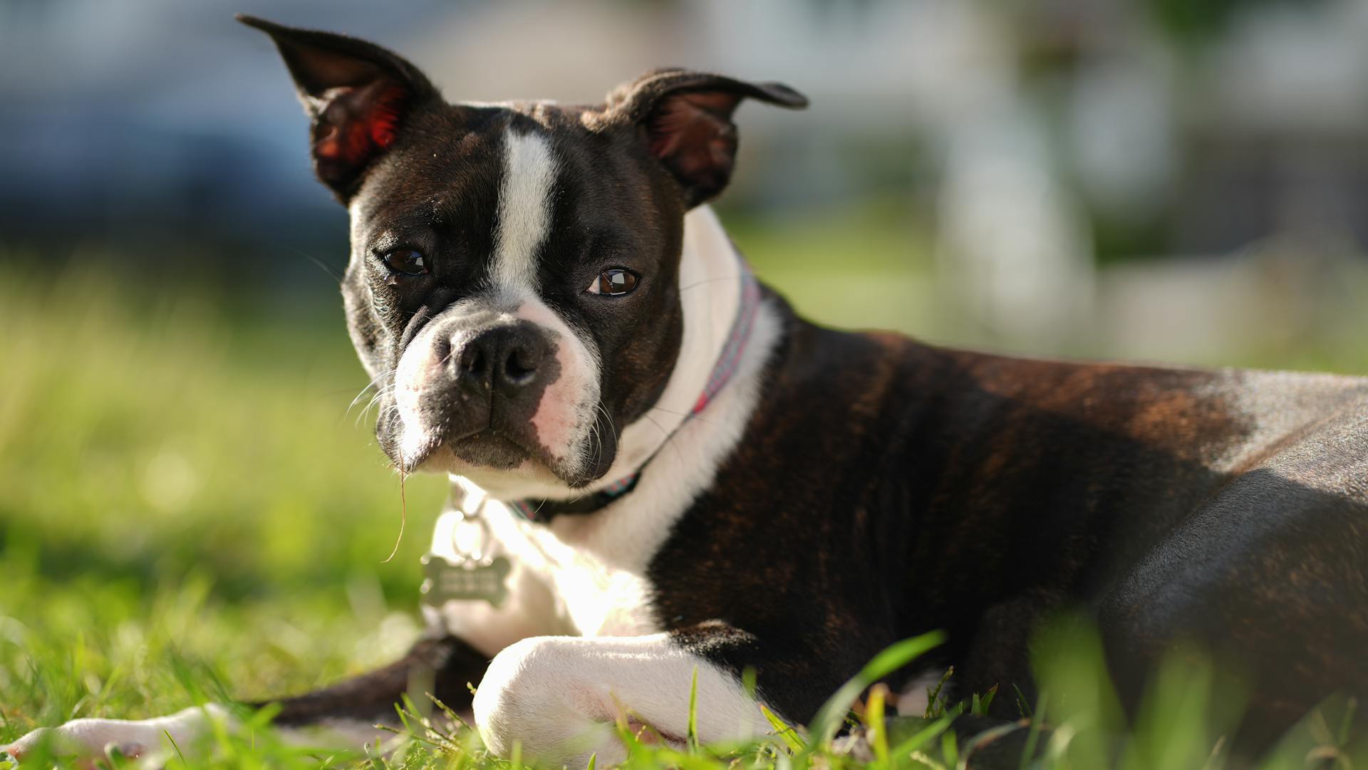 Boston terrier puppy