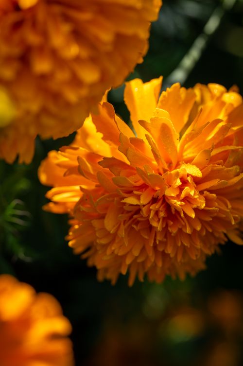 Free Close-up of vibrant orange marigold flowers in full bloom with lush green background. Stock Photo