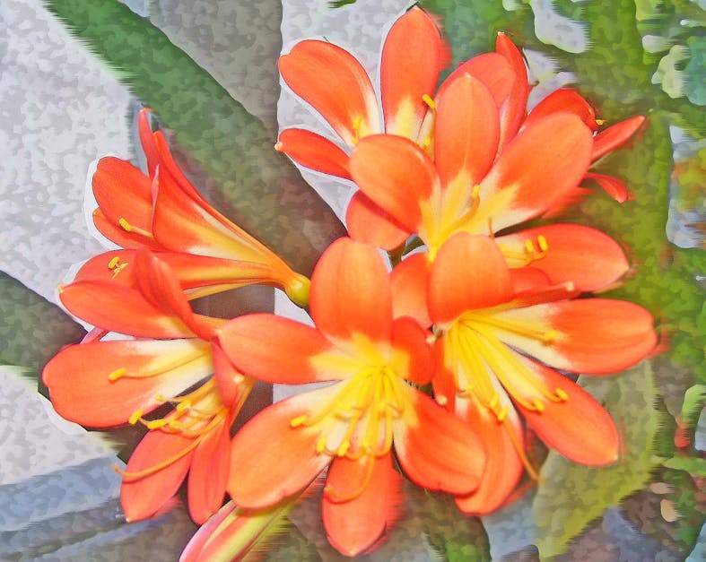 Free stock photo of flower, orange