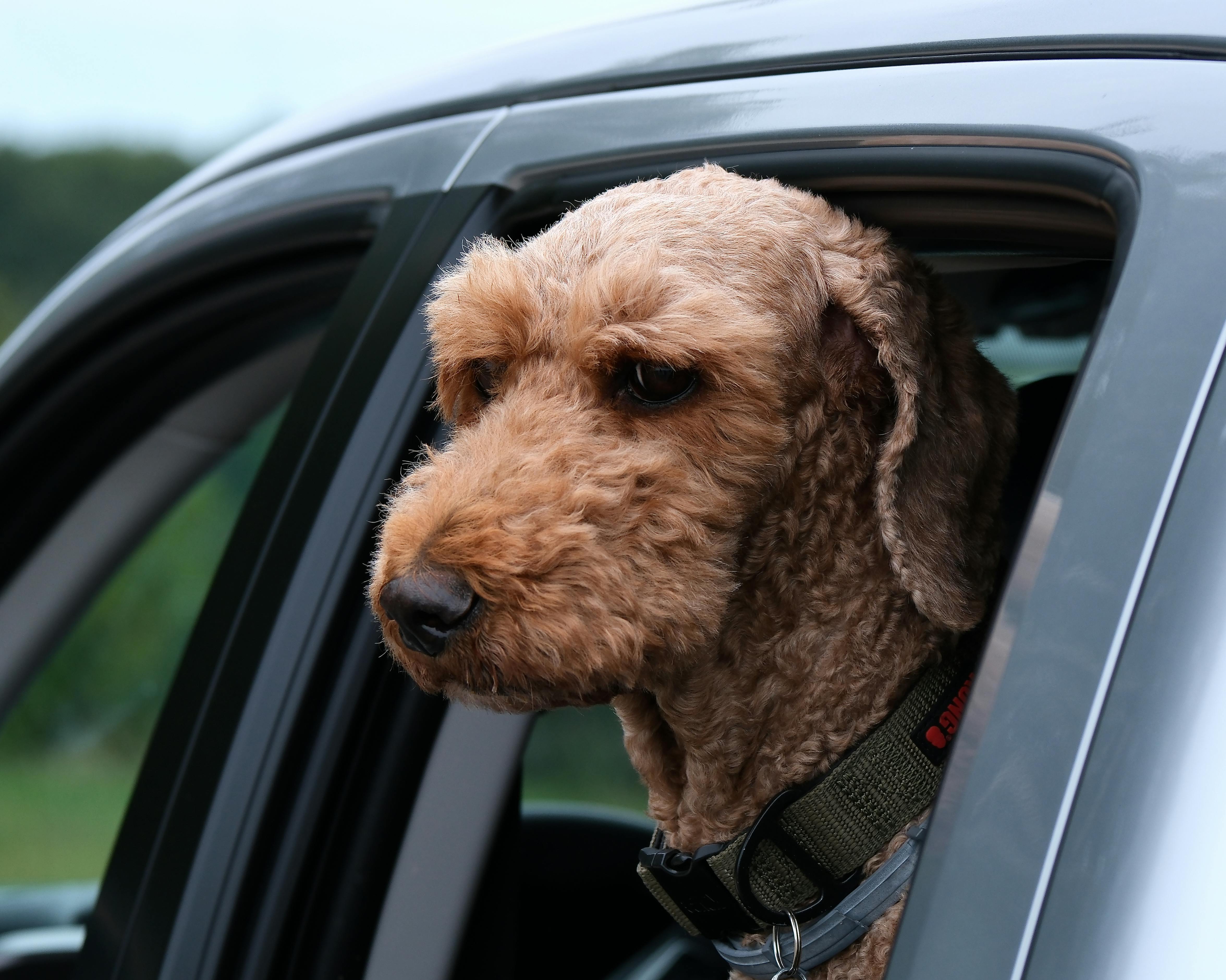 pet technology pet refine technology — Photo by A. G. Rosales on Pexels