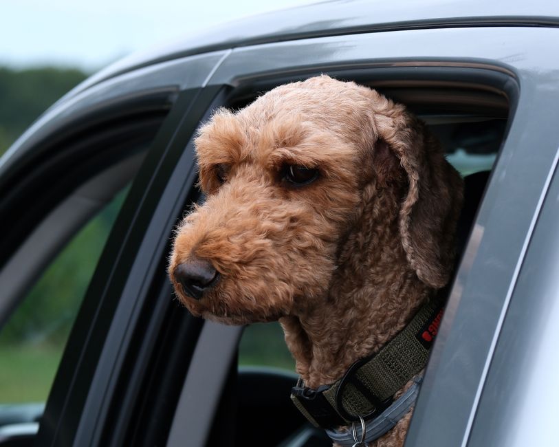 dog car seat cover waterproof hammock bench