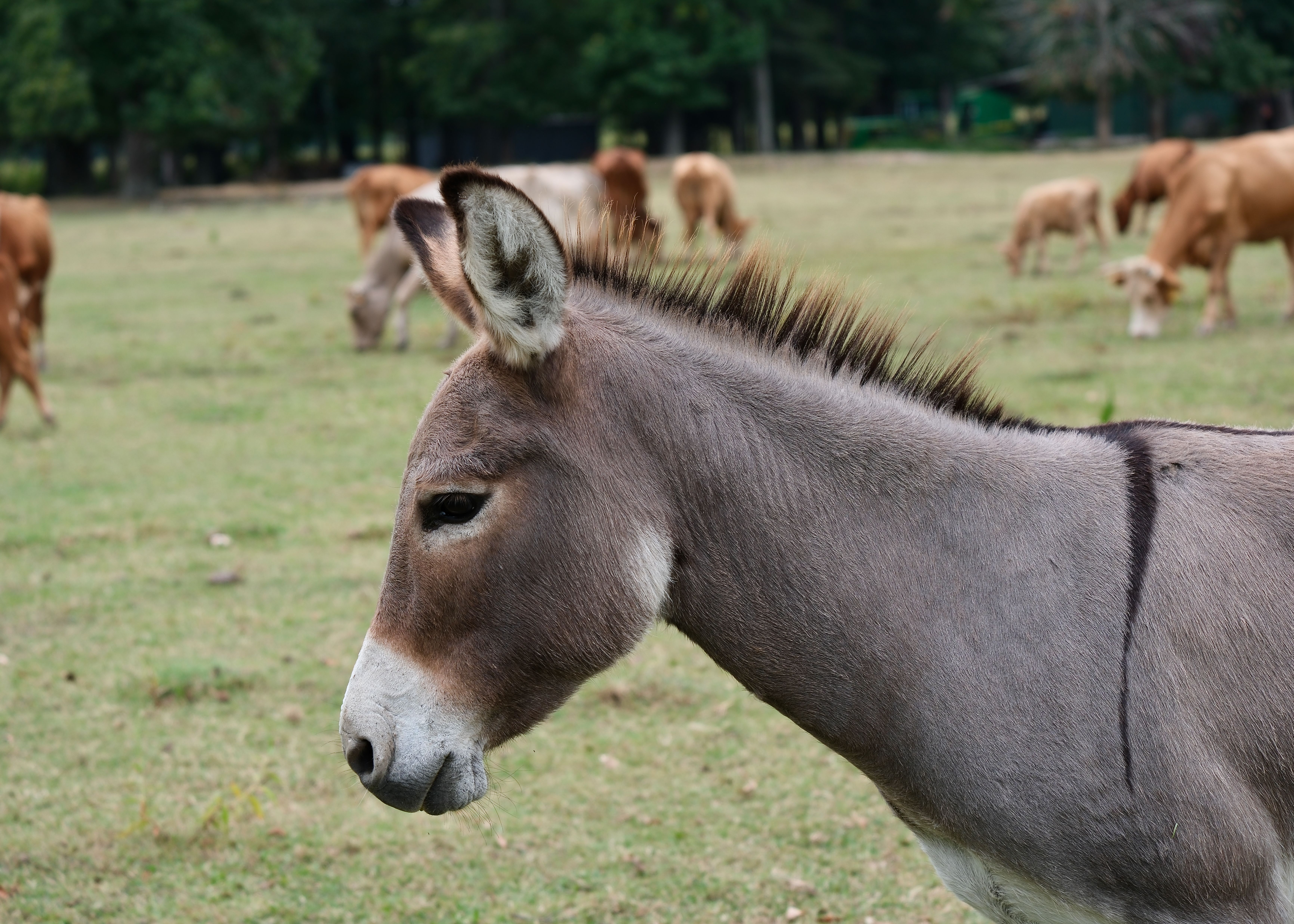 Will a donkey try to breed a cow? - The Institute for Environmental ...