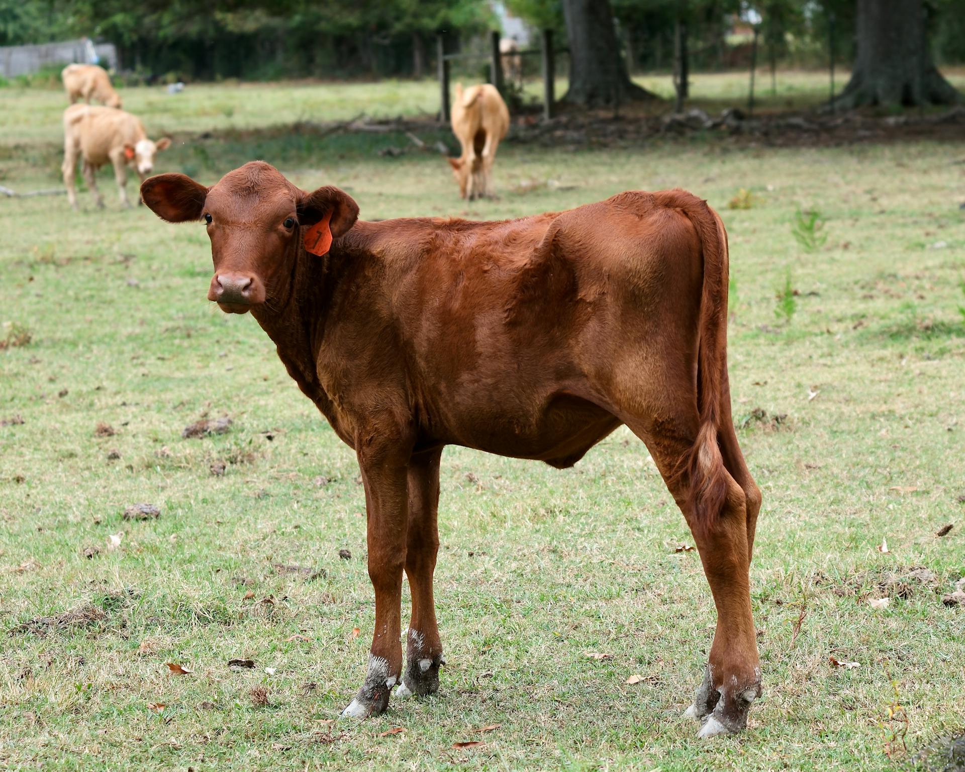 Brown Calf Grazing in Alabama Pasture