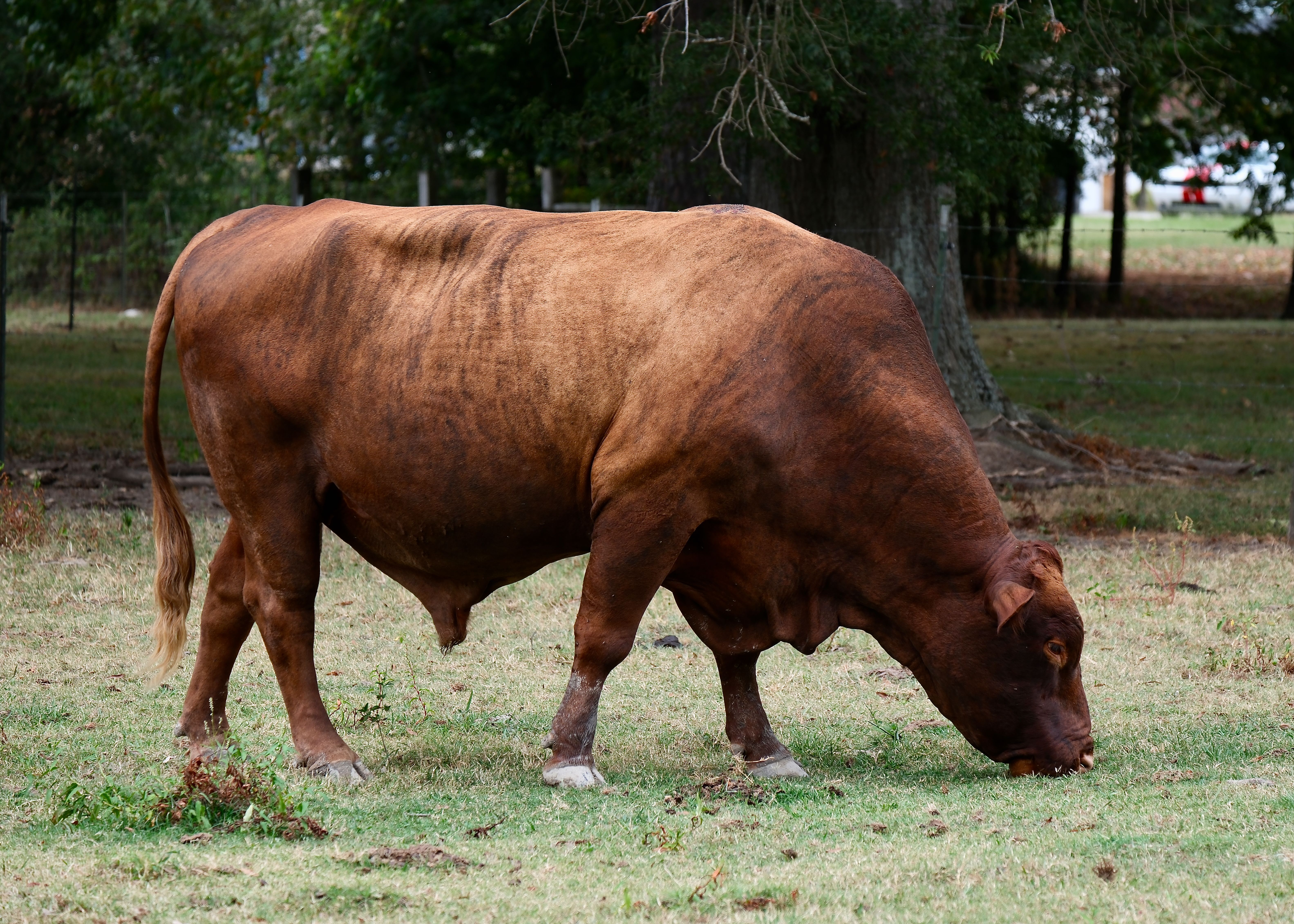 A solitary bull grazing peacefully in a lush pasture in Priceville, Alabama.