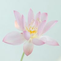 Pink lotus against lilac — photo by DI LAI on Pexels