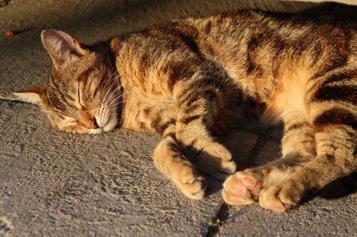 Free Close-up of a tabby cat in deep sleep on a sunny outdoor patio. Stock Photo