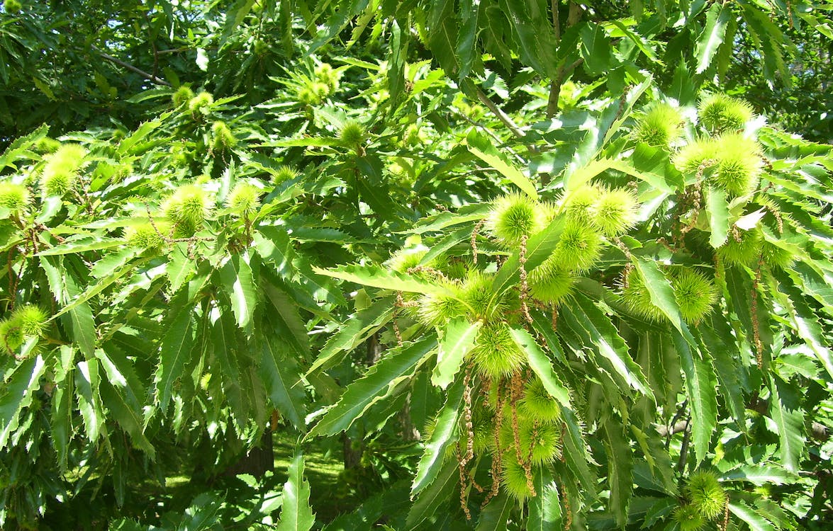 栗の木 馬栗の無料の写真素材 栗の木 馬栗の無料の写真素材