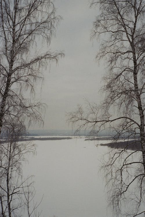 Leafless Trees Near a Lake