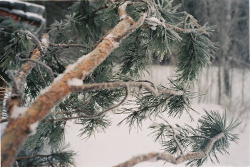 Green Pine Tree With Snow