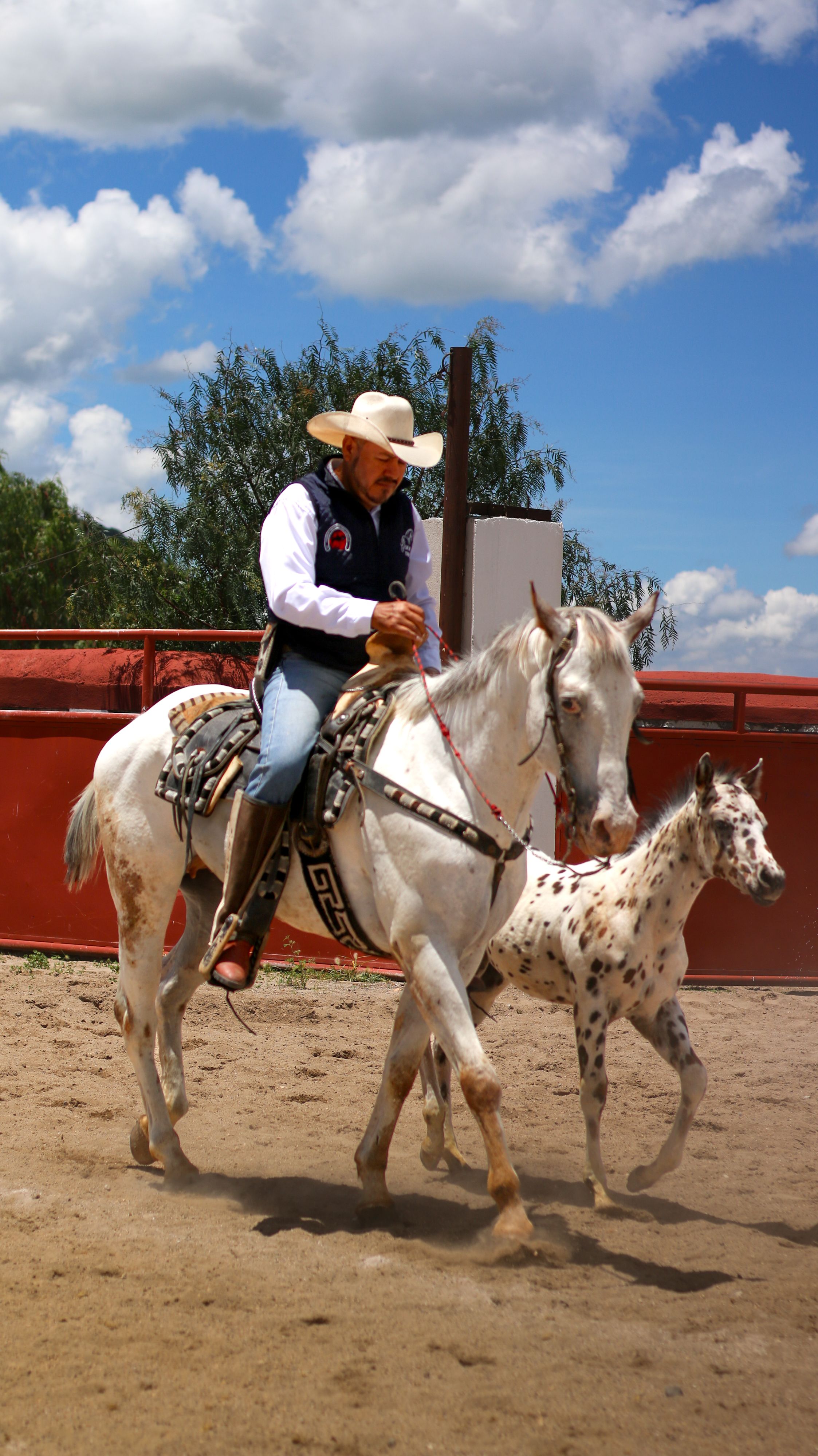 A cowboy rides a white horse alongside a speckled foal in an outdoor arena under a blue sky.