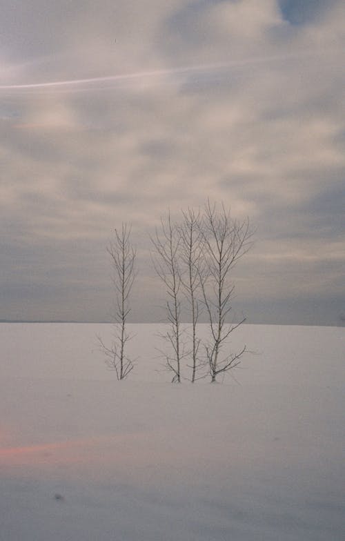 Leafless Tree on Snow Covered Ground