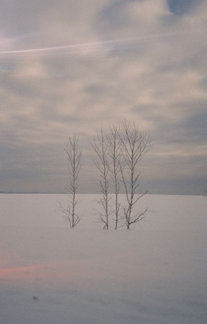 Peaceful snowy scene with bare trees under a cloudy winter sky.
