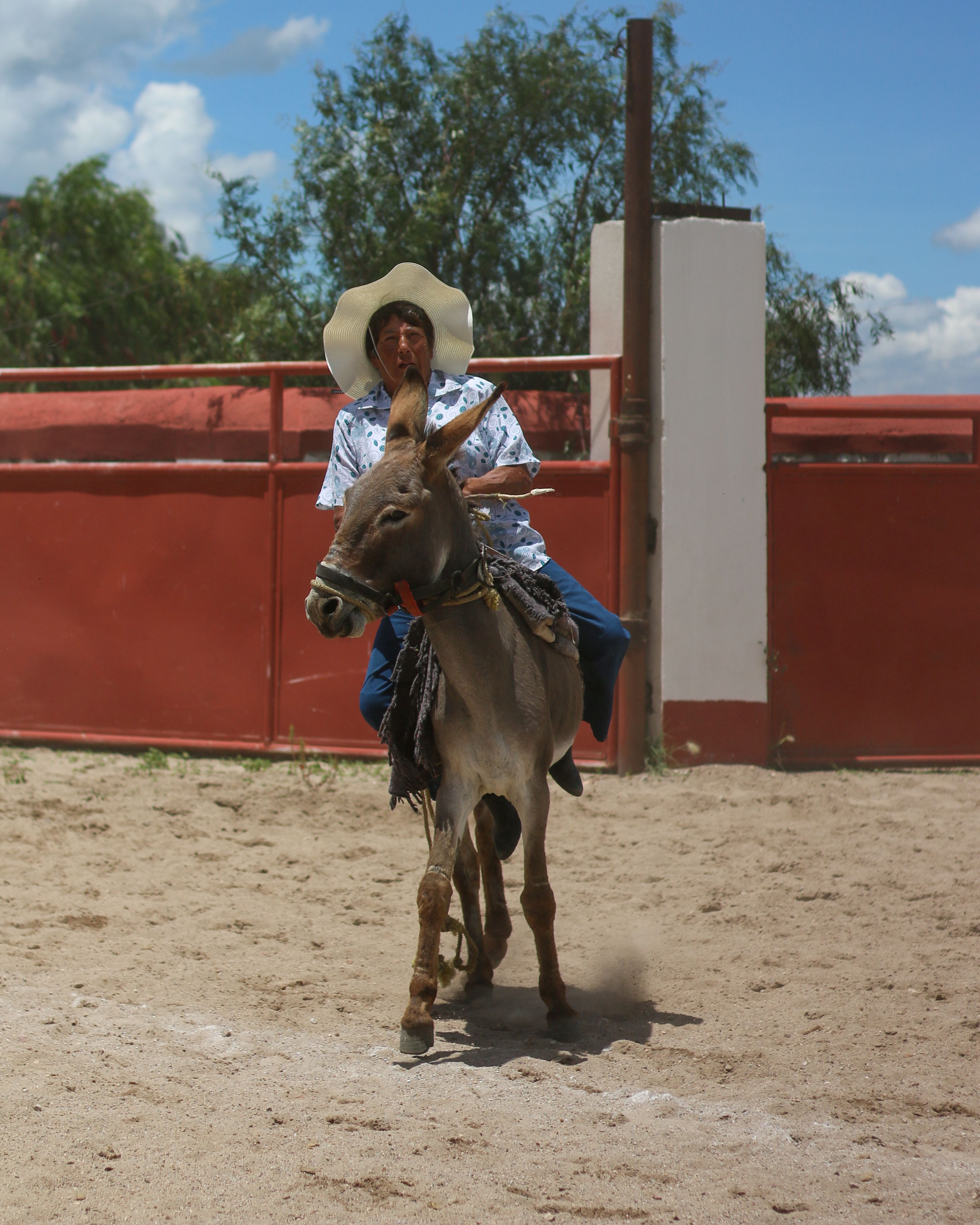 Man with Hat Riding Donkey on Sand · Free Stock Photo