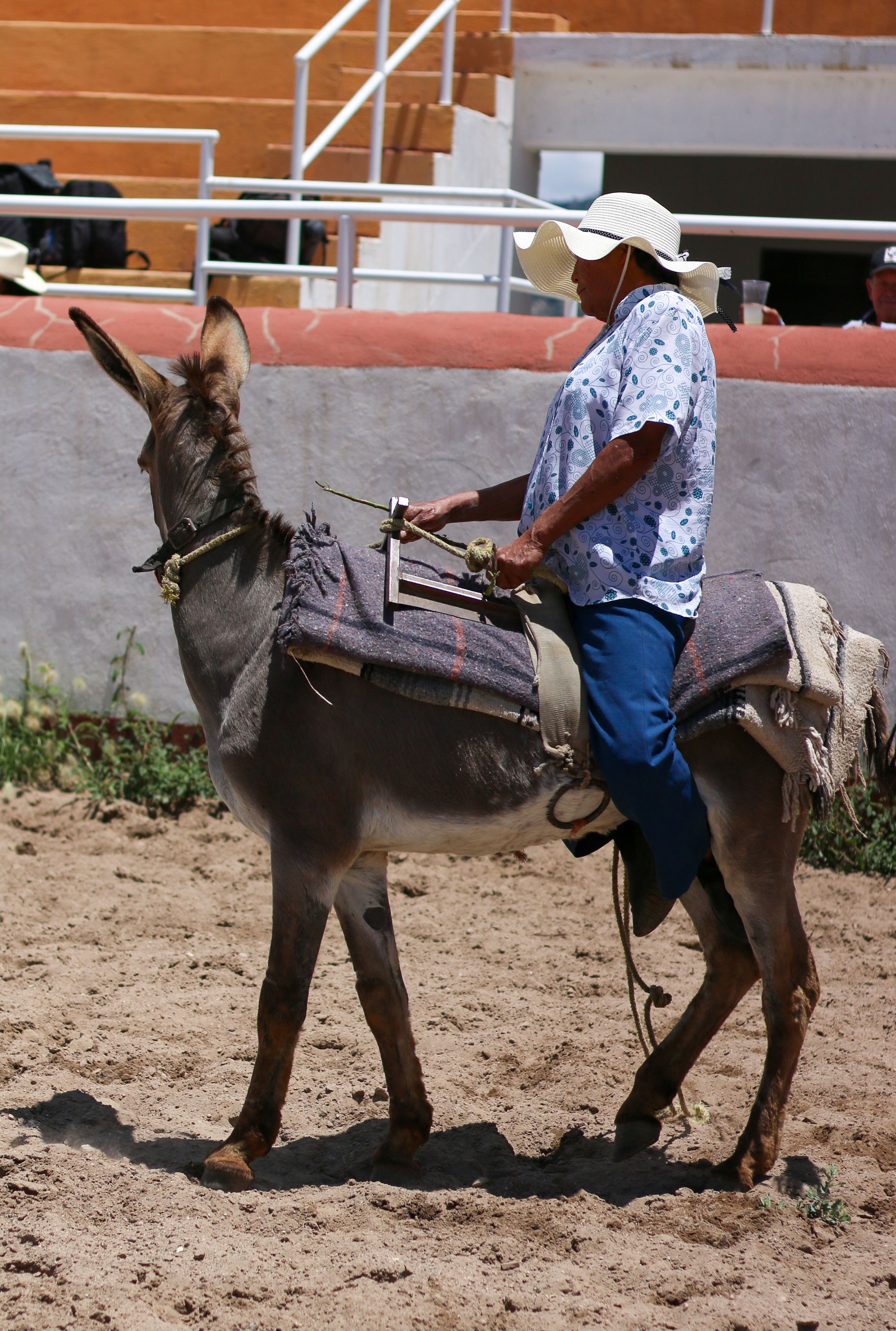 A woman riding a donkey in a dirt arena · Free Stock Photo