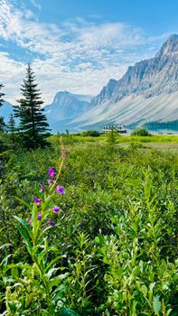 Breathtaking mountain view with lush greenery and vibrant wildflowers in the foreground.