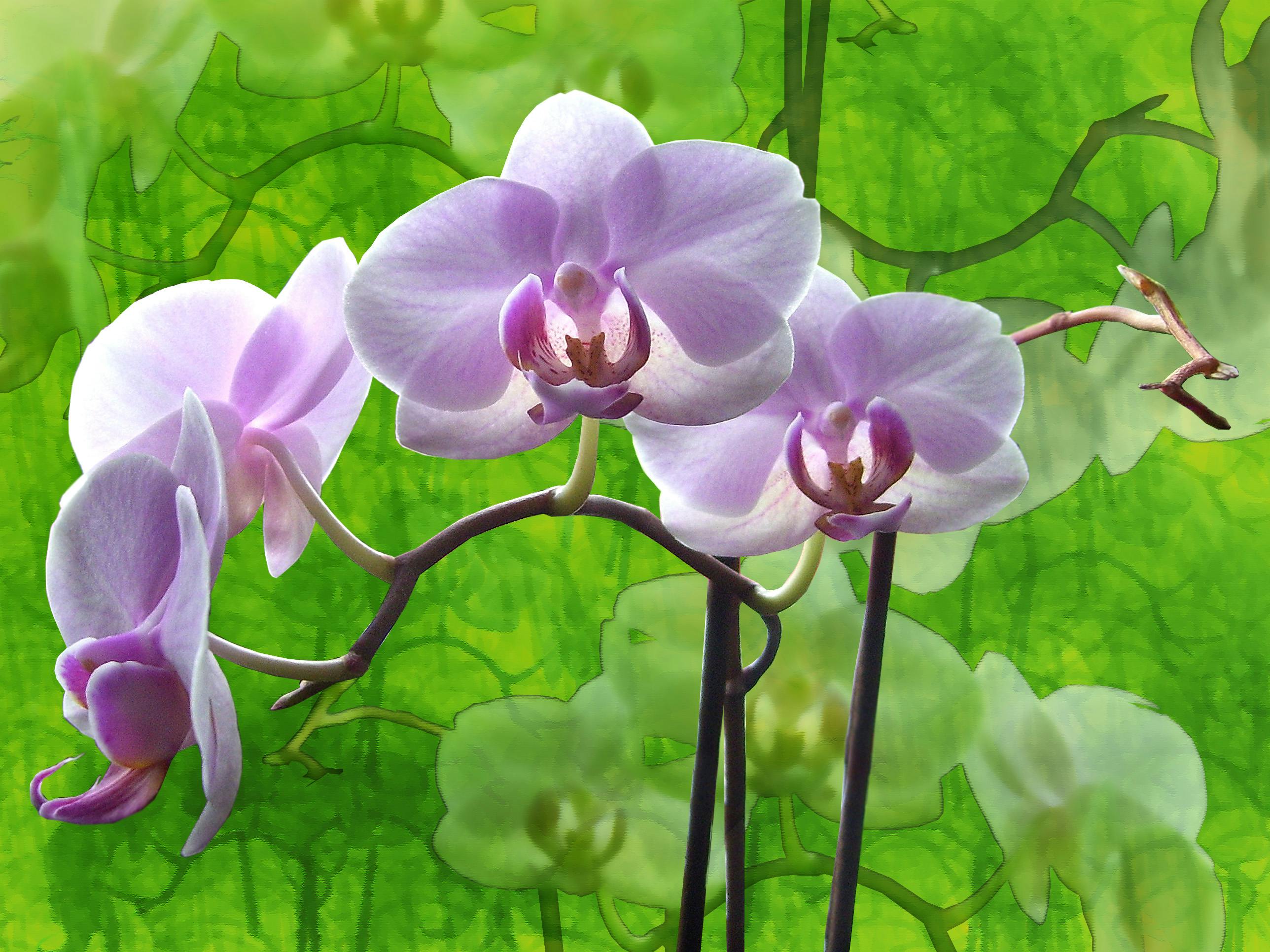 Resultado de imagem para orchid pexels