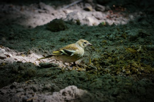 Close-up of a European Greenfinch (Chloris chloris) foraging on the forest floor in Pforzheim, Germany.
