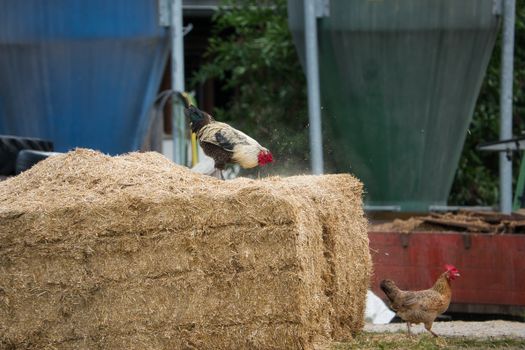 Roosters and hens roam a farm in Toblach, Italy, against a backdrop of hay bales.