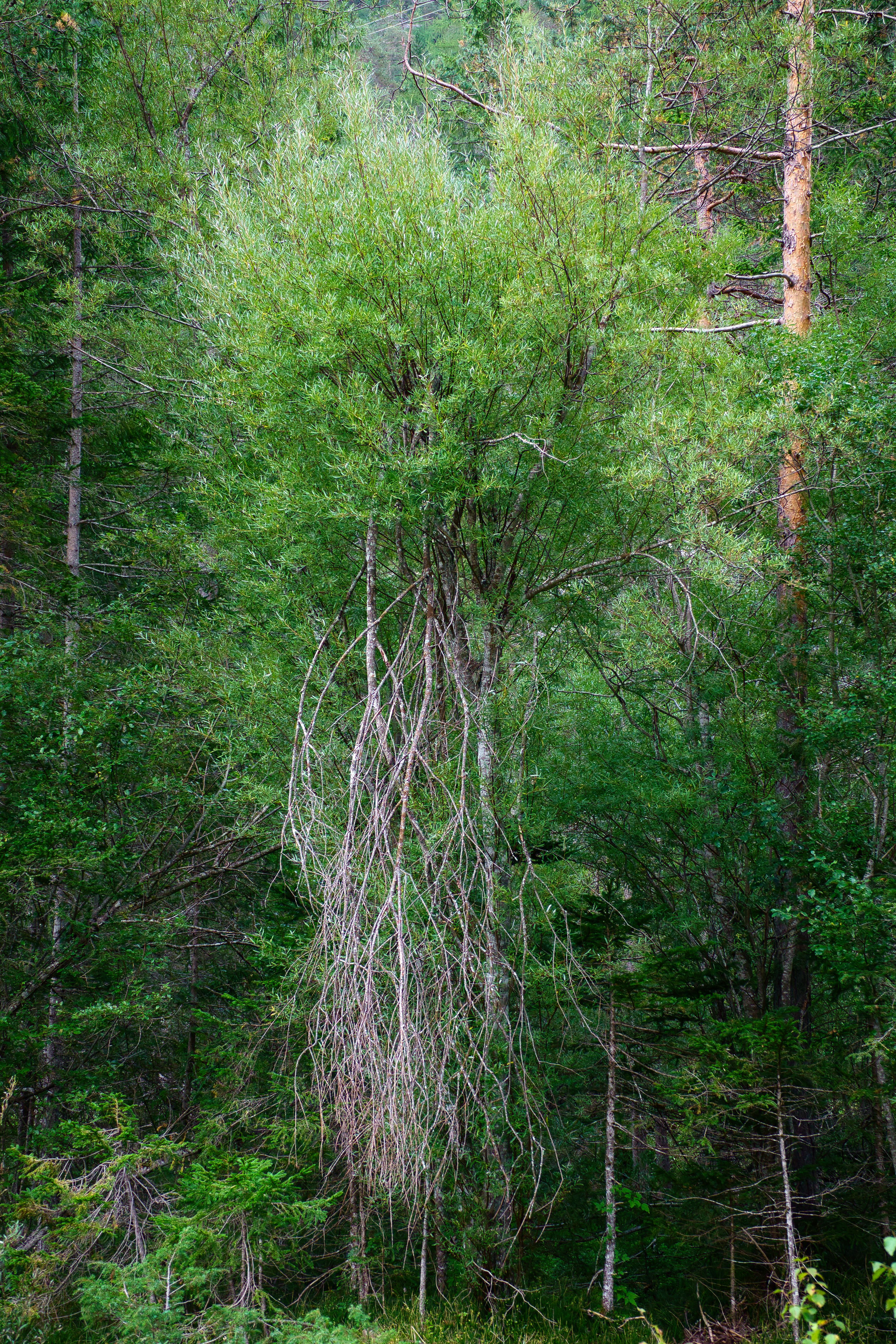 Small tree with hanging branches in nature reserve · Free Stock Photo