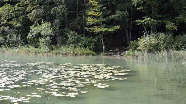 Peaceful lake scene with lily pads and dense forest, perfect for nature lovers.