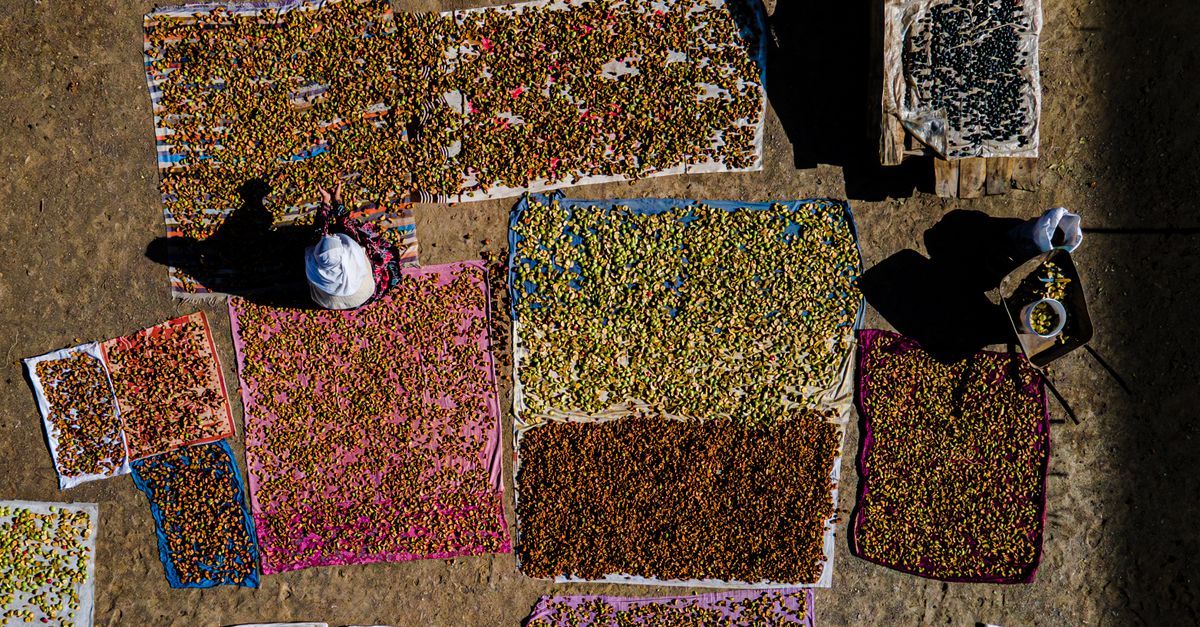 Ethiopian Plant Clinics Boost Biosecurity Amid Agricultural Challenges