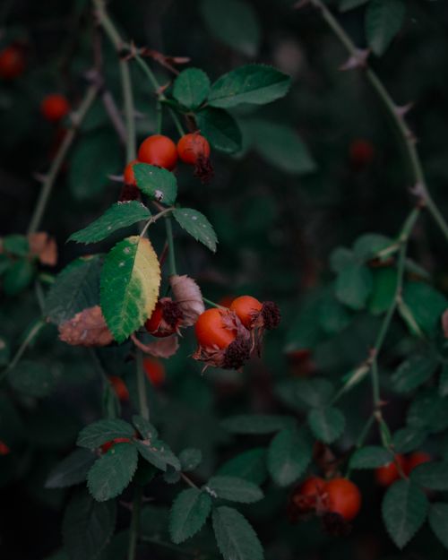 Free Close-up of rose hips and green leaves on a shrub, conveying an autumnal feel. Stock Photo