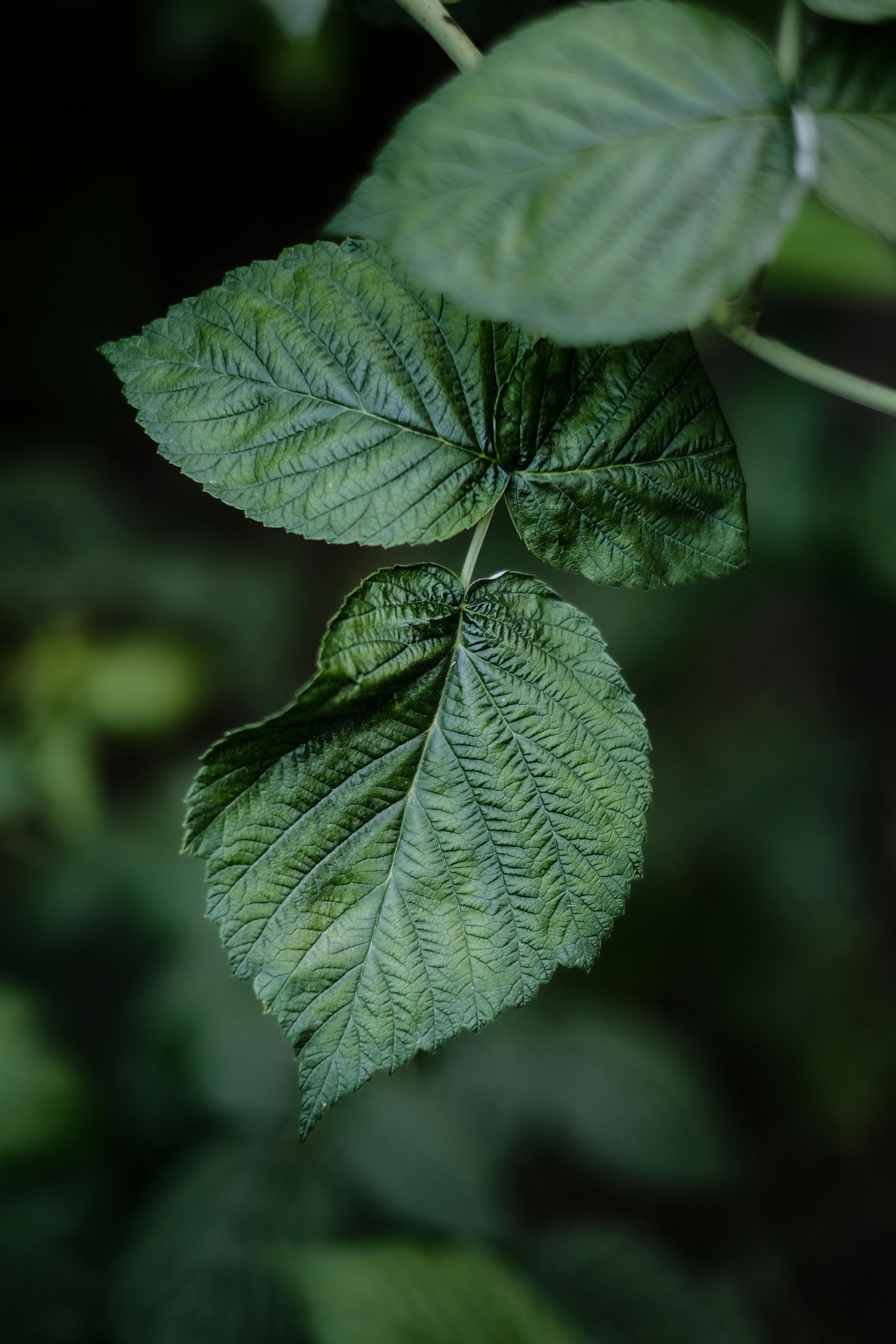 a close up of a green leaf on a plant
