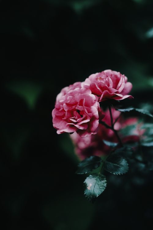 Free Captivating shot of blooming pink roses with dark foliage, evoking romance and elegance. Stock Photo