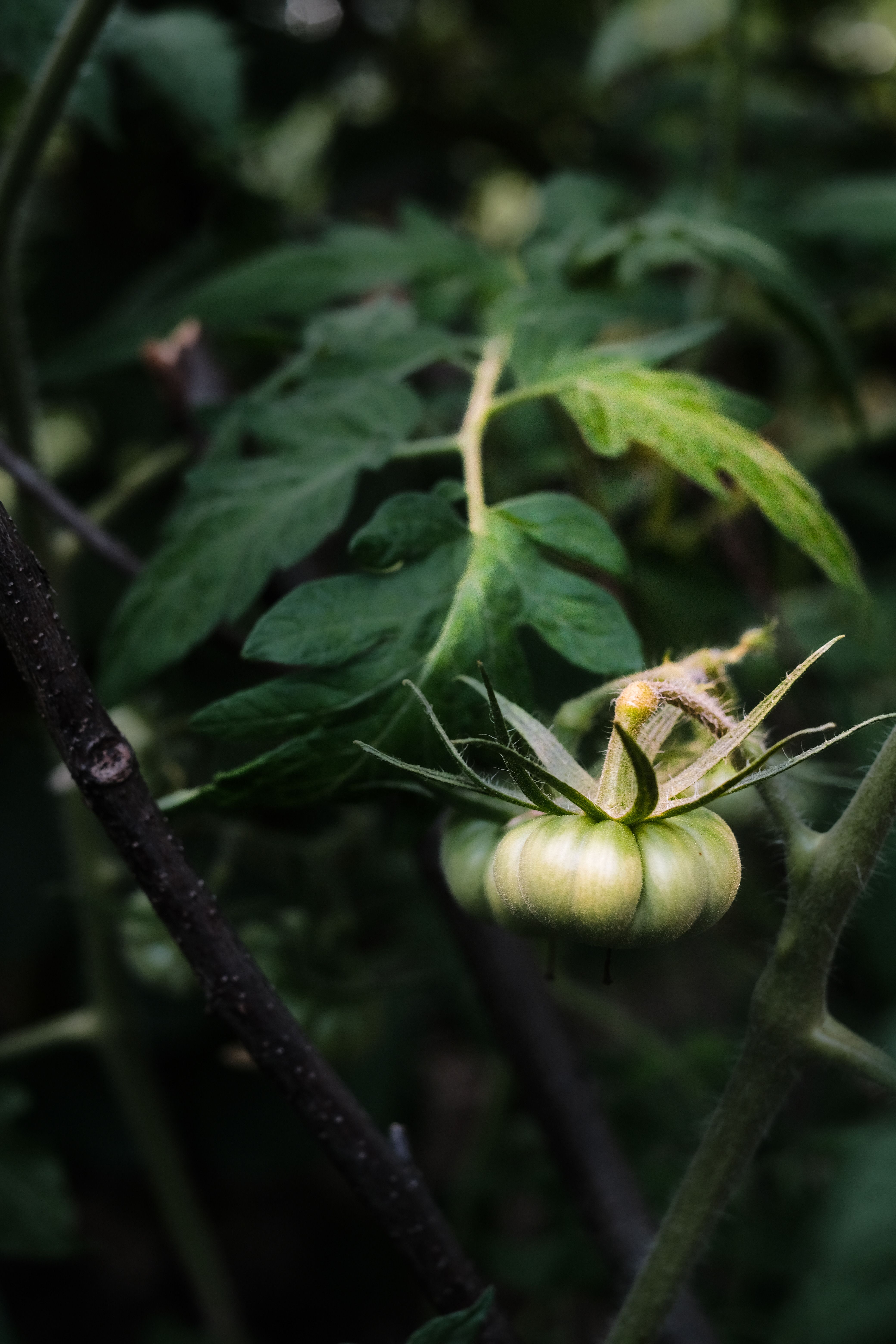 Gratis Immagine gratuita di agricoltura, avvicinamento, bokeh Foto a disposizione