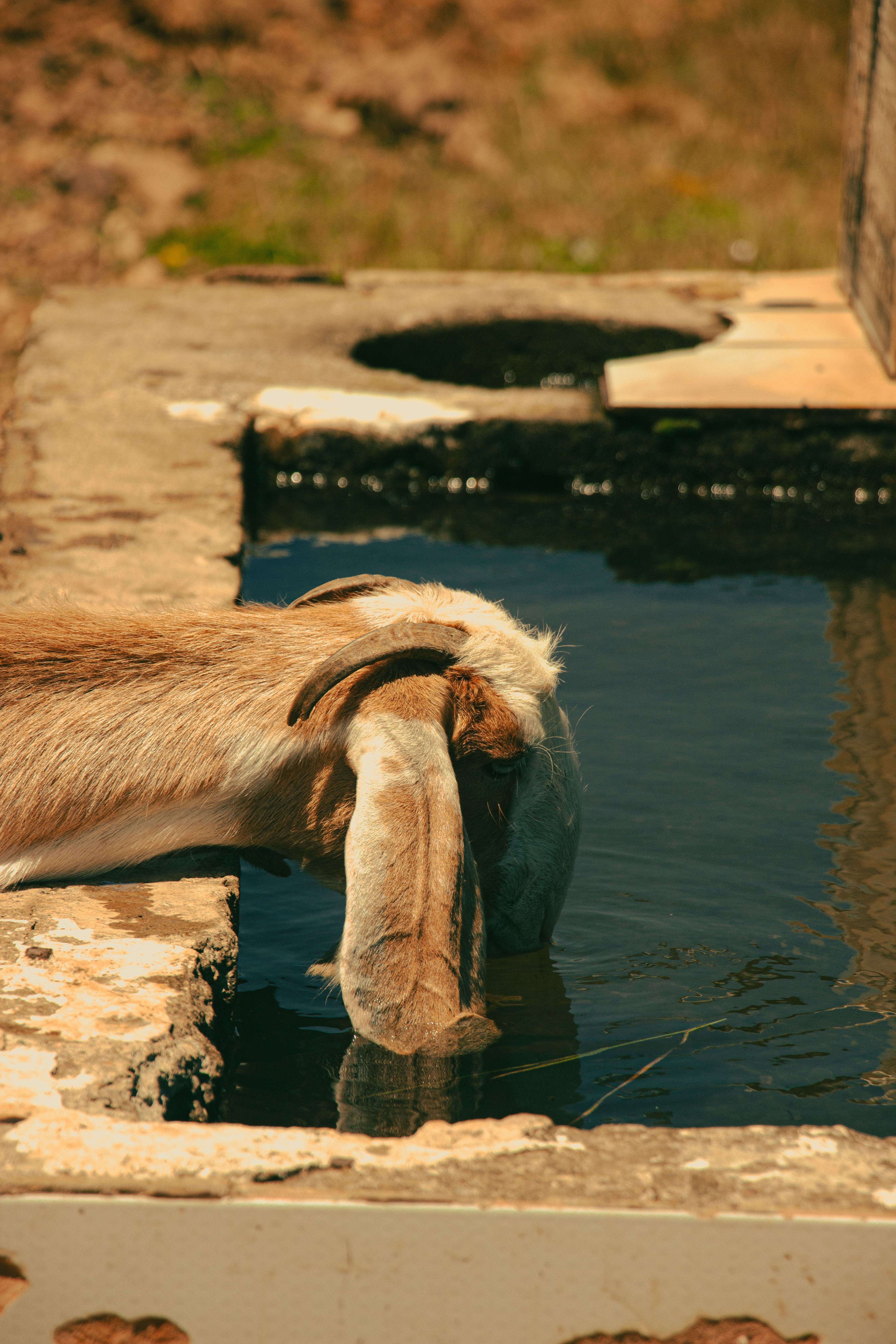 A goat bending down to drink water from a rustic stone farm trough in a rural setting.