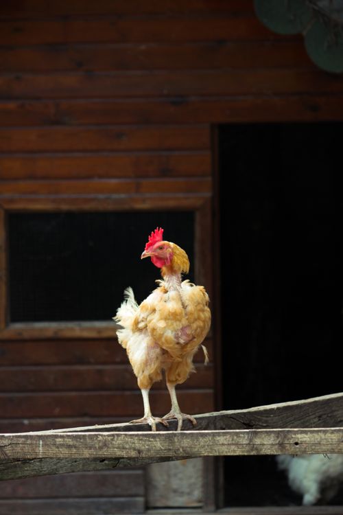 Free A vibrant rooster stands proudly on a wooden beam outside a rustic barn, creating a charming rural scene. Stock Photo