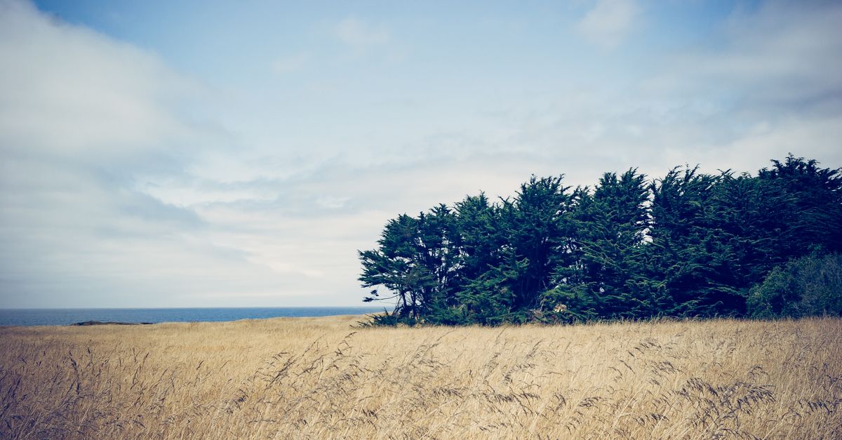 Serene scenery of grass fields and cypress trees against a blue sky in Fort Bragg, California.