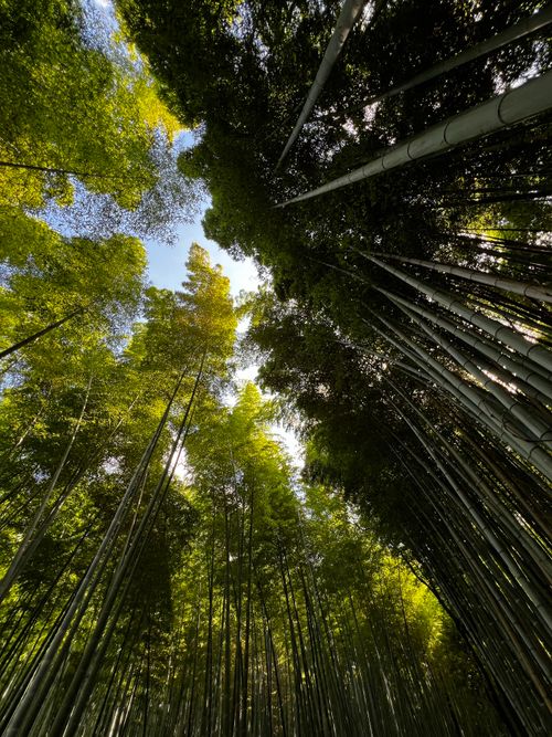 Free A breathtaking view of towering bamboo trees under a clear blue sky. Stock Photo