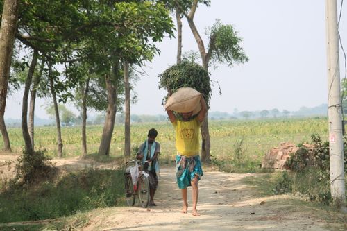Free Scene of farmers walking through fields in rural Bangladesh, carrying crops. Stock Photo